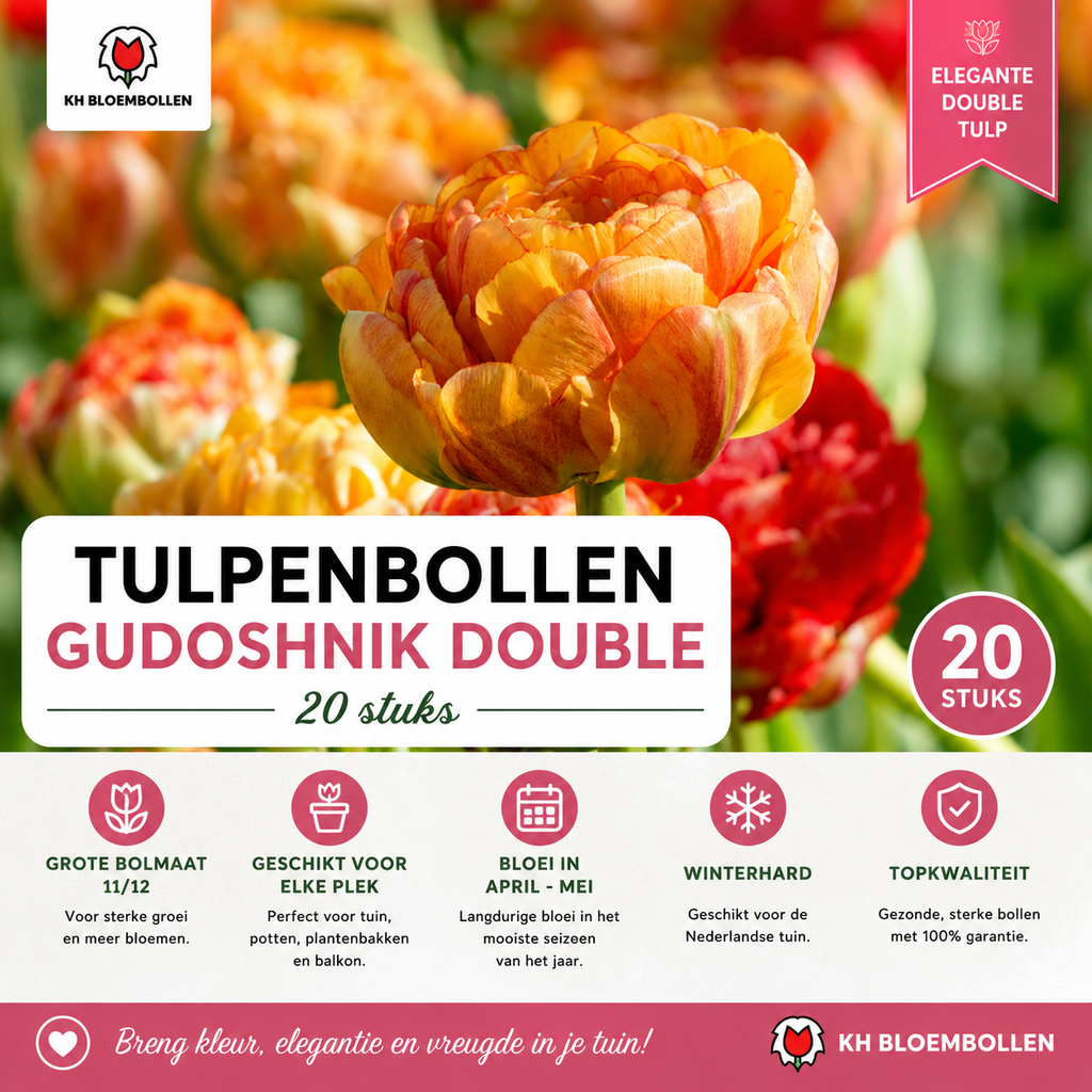 Tulipe 'Gudoshnik Double' – 20 bulbes (calibre 11/12)