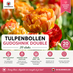 Tulipe 'Gudoshnik Double' – 20 bulbes (calibre 11/12)