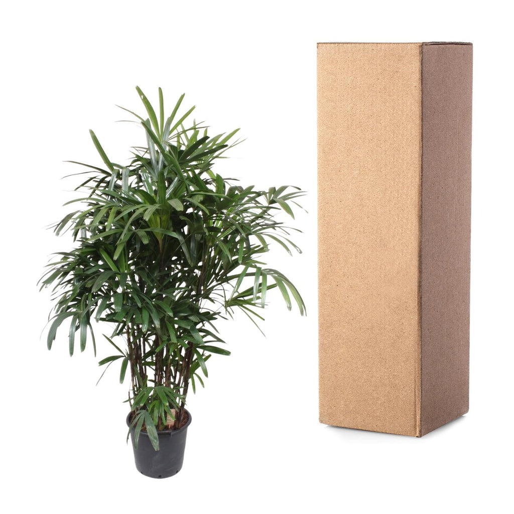 Rhapis Excelsa -200 cm (Rhapis-Palme) – Ø32 cm, 200 cm hoch