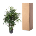 Rhapis Excelsa -200 cm (Rhapis-Palme) – Ø32 cm, 200 cm hoch
