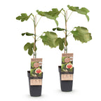 Ficus carica 'Brown Turkey' (fig tree) – 2 plants, Ø15 cm, 50 cm high