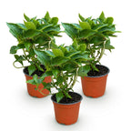 Hydrangea macrophylla (hortensia) – blanc – 3 plantes, Ø12 cm, 20–30 cm de haut