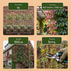 Parthenocissus henryana (vigne vierge chinoise) – 6 plants, Ø9 cm, 35 cm de haut