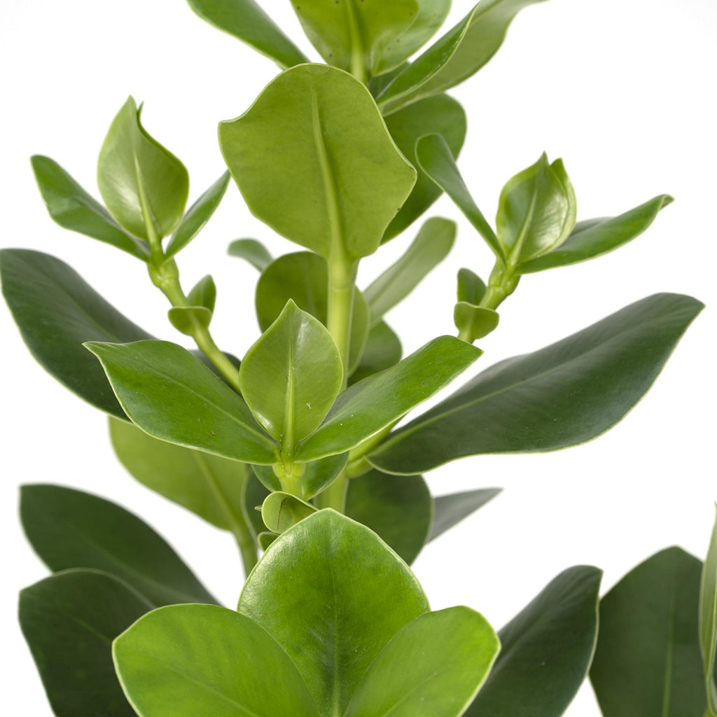 Clusia Rosea Princess – Ø17 cm, 60 cm de haut