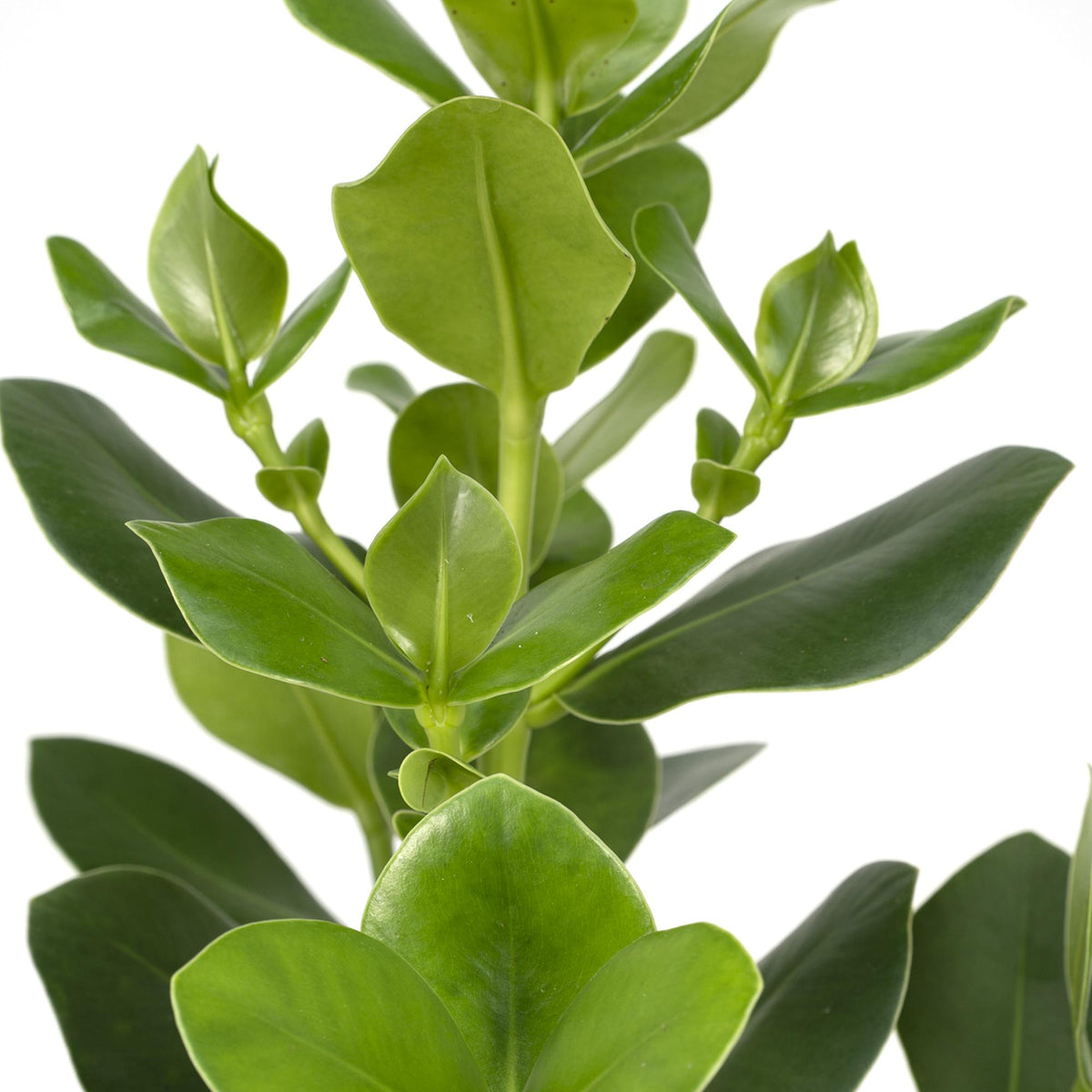 Clusia Rosea Princess – Ø 17 cm, 60 cm hoch