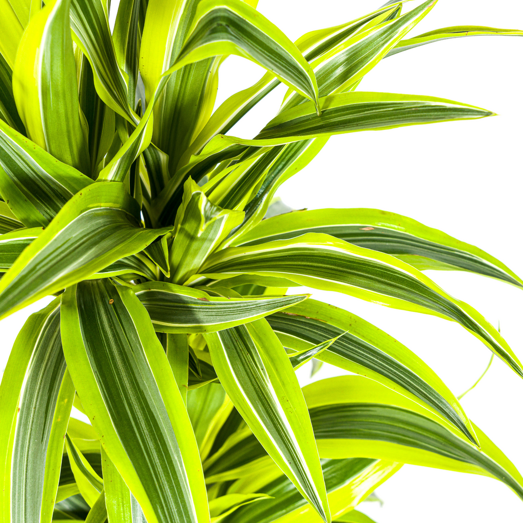Dracaena Deremensis Lemon Lime (drakträd) – Ø19 cm, 70–90 cm hög