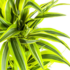 Dracaena Deremensis Lemon Lime (drakträd) – Ø19 cm, 70–90 cm hög