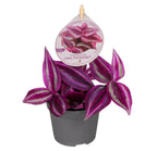 Tradescantia Pink Paradise® – Ø 6 cm, 5 cm hoch