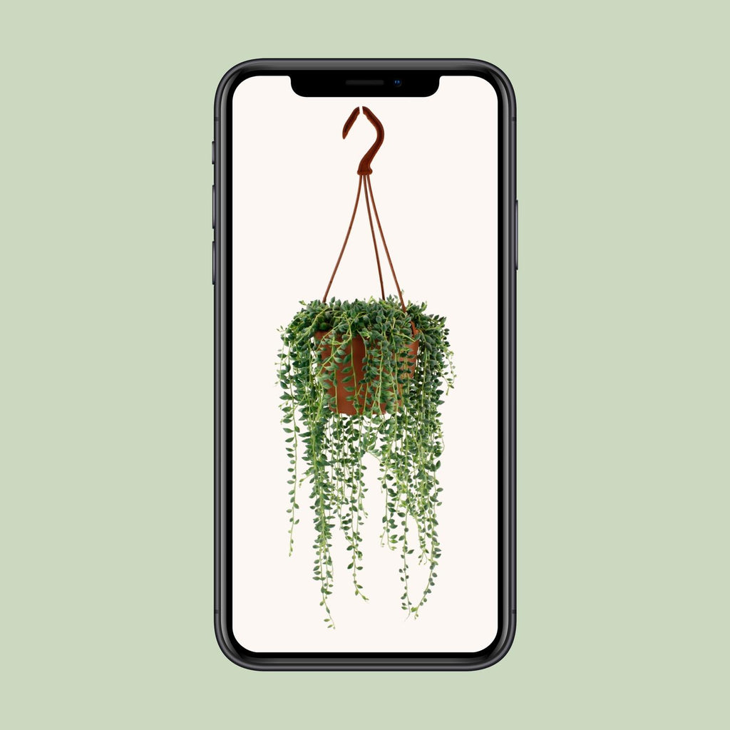Senecio Herreianus (ærteplante) – Ø12 cm, 20 cm høj