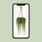 Senecio Herreianus (ærteplante) – Ø12 cm, 20 cm høj