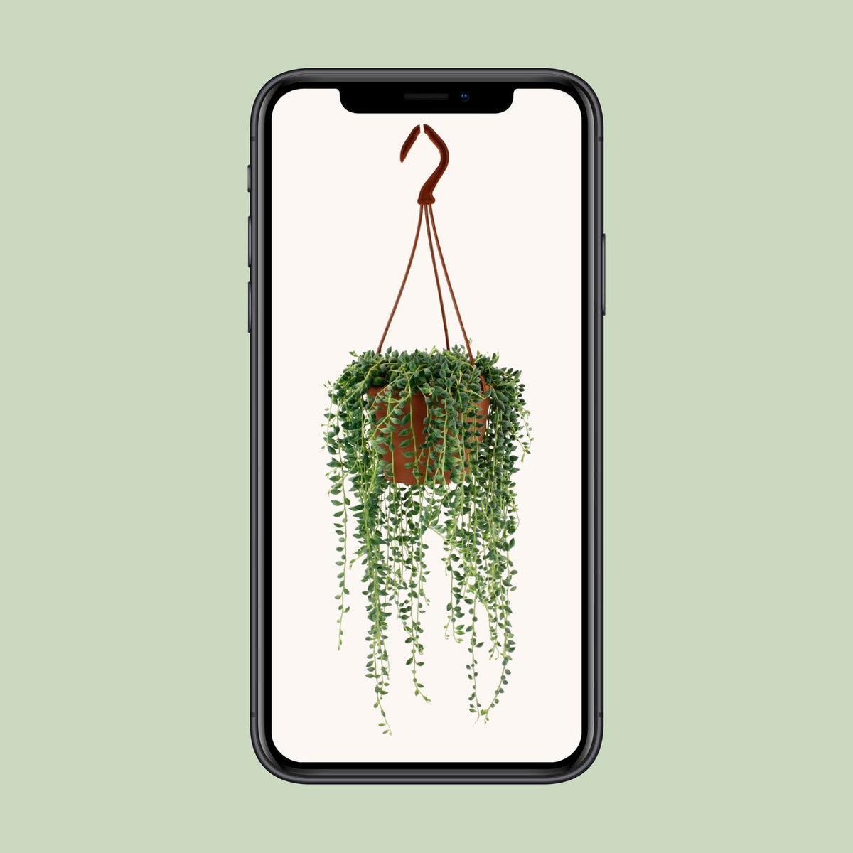 Senecio Herreianus (ærteplante) – Ø12 cm, 20 cm høj