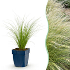 Stipa tenuissima 'Ponytails' (Federgras) – 24 Pflanzen, Ø 11 cm, 15–25 cm hoch