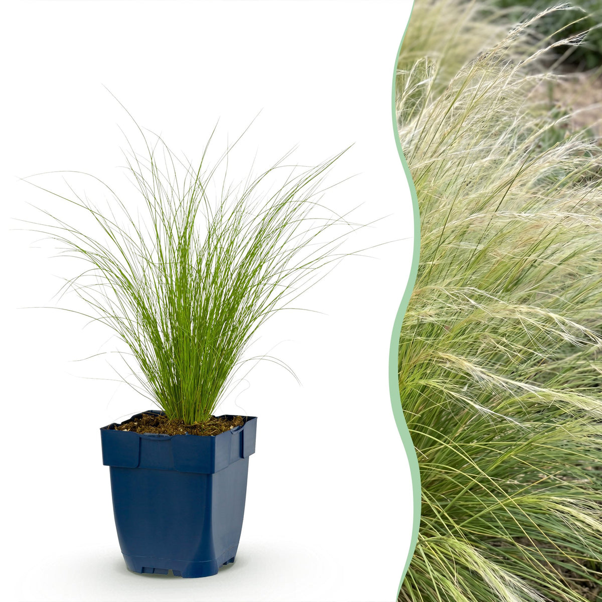 Stipa tenuissima 'Ponytails' (Federgras) – 24 Pflanzen, Ø 11 cm, 15–25 cm hoch