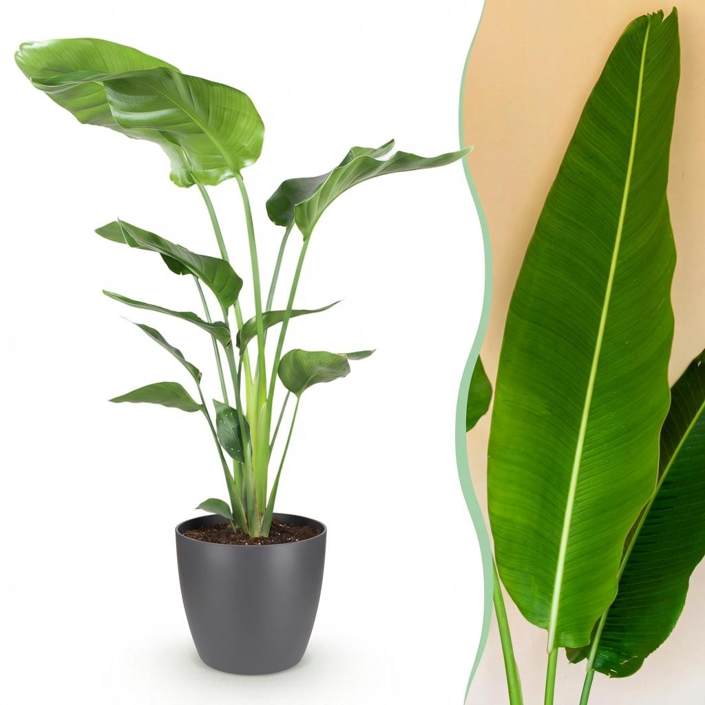 Strelitzia nicolai (weiße Paradiesvogelblume) im grauen Übertopf – Ø 21 cm, 110–120 cm hoch