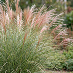 Miscanthus sinensis 'Morning Light' (Chinese silver grass) – 24 plants, Ø11 cm, 15–25 cm high