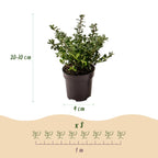 Ilex crenata 'Stokes' (Houx du Japon) – 8 plants, Ø9 cm, 20–30 cm de haut
