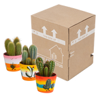 Cereus mix (Cactaceae) – Ø11 cm, 23 cm hoog