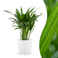 Areca lutescens (Dypsis) i vit dekorationspotta – Ø12 cm, 45 cm hög