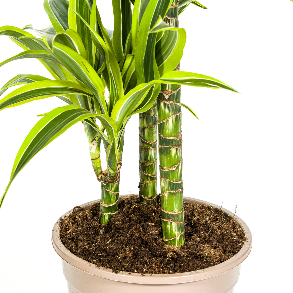 Dracaena Deremensis Lemon Lime (drakenboom) – Ø21 cm, 90–110 cm hoog