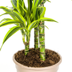 Dracaena Deremensis Lemon Lime (drakenboom) – Ø21 cm, 90–110 cm hoog