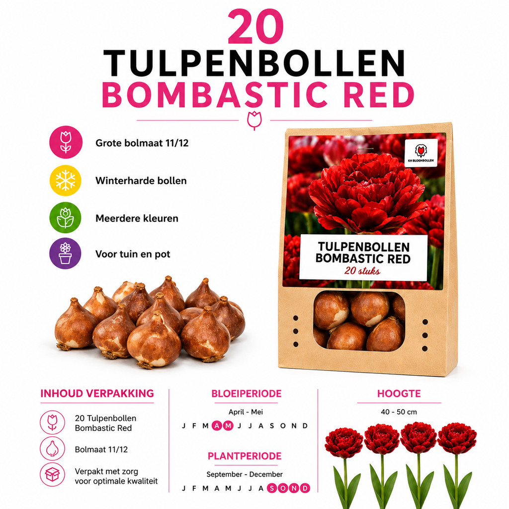 Tulipe 'Bombastic Red' – 20 bulbes (calibre 11/12)