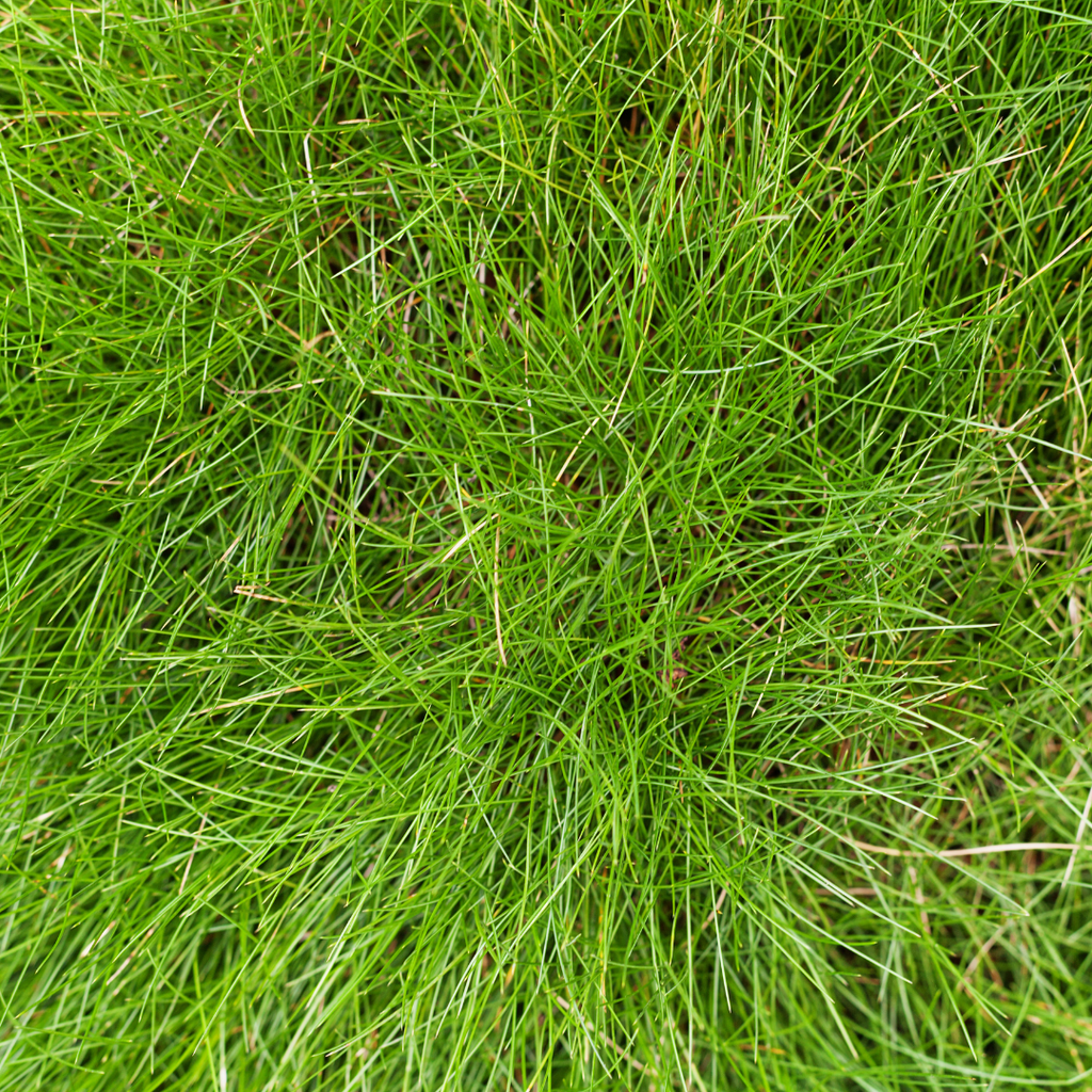 Festuca gautieri (fétuque bleue) – 6 plants, Ø9 cm, 10–25 cm de haut – photo 8