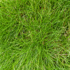 Festuca gautieri (fétuque bleue) – 6 plants, Ø9 cm, 10–25 cm de haut