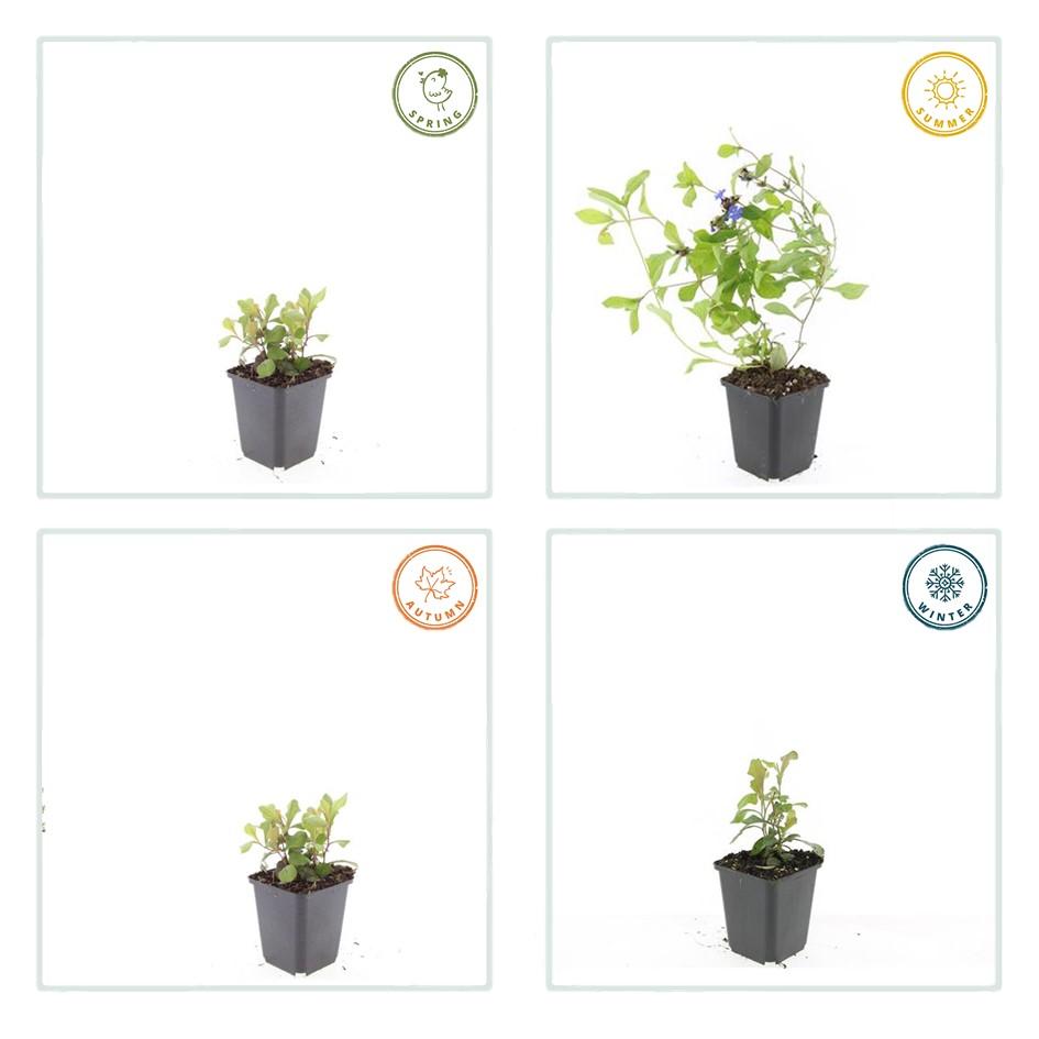 Ceratostigma plumbaginoides (loodkruid) – 6 planten, Ø9 cm, 10–25 cm hoog