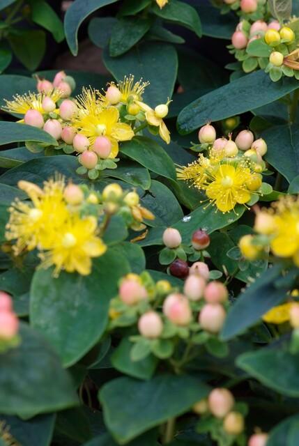 Hypericum inodorum 'Annebel' (Indisches Johanniskraut) – 12 Pflanzen, Ø9 cm, 10–25 cm hoch