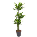 Dracaena Golden Coast (Drachenbaum) – Ø 24 cm, 150 cm hoch