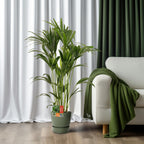 Howea forsteriana (kentia-palme) – Ø24 cm, 120 cm høj