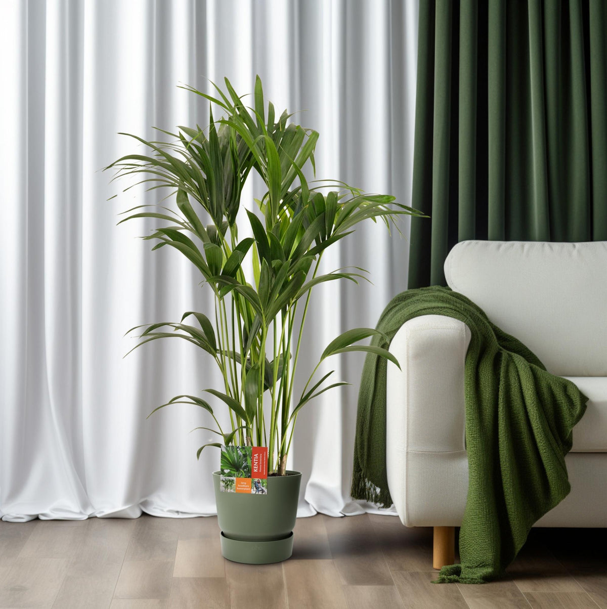 Howea forsteriana (kentia-palme) – Ø24 cm, 120 cm høj