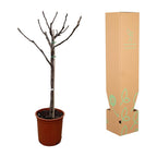 Ficus carica (common fig) standard – Ø20 cm, 100 cm high