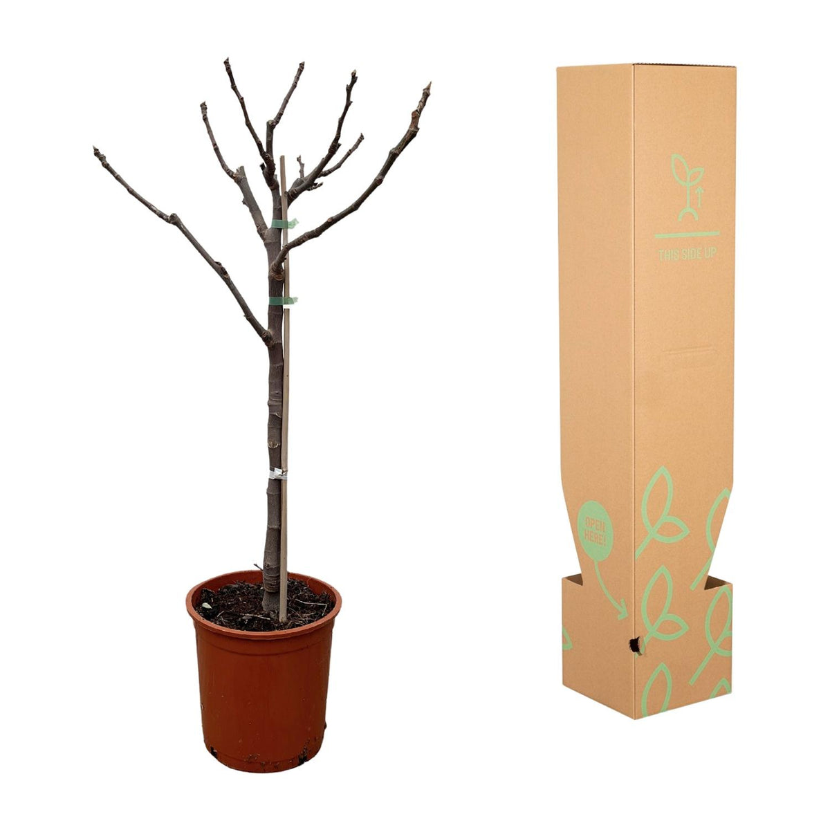 Ficus carica (common fig) standard – Ø20 cm, 100 cm high – photo 3