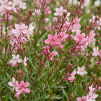 Gaura lindh. 'Florgauros' (prachtkaars) – pink – 24 plants, Ø11 cm, 15–25 cm high