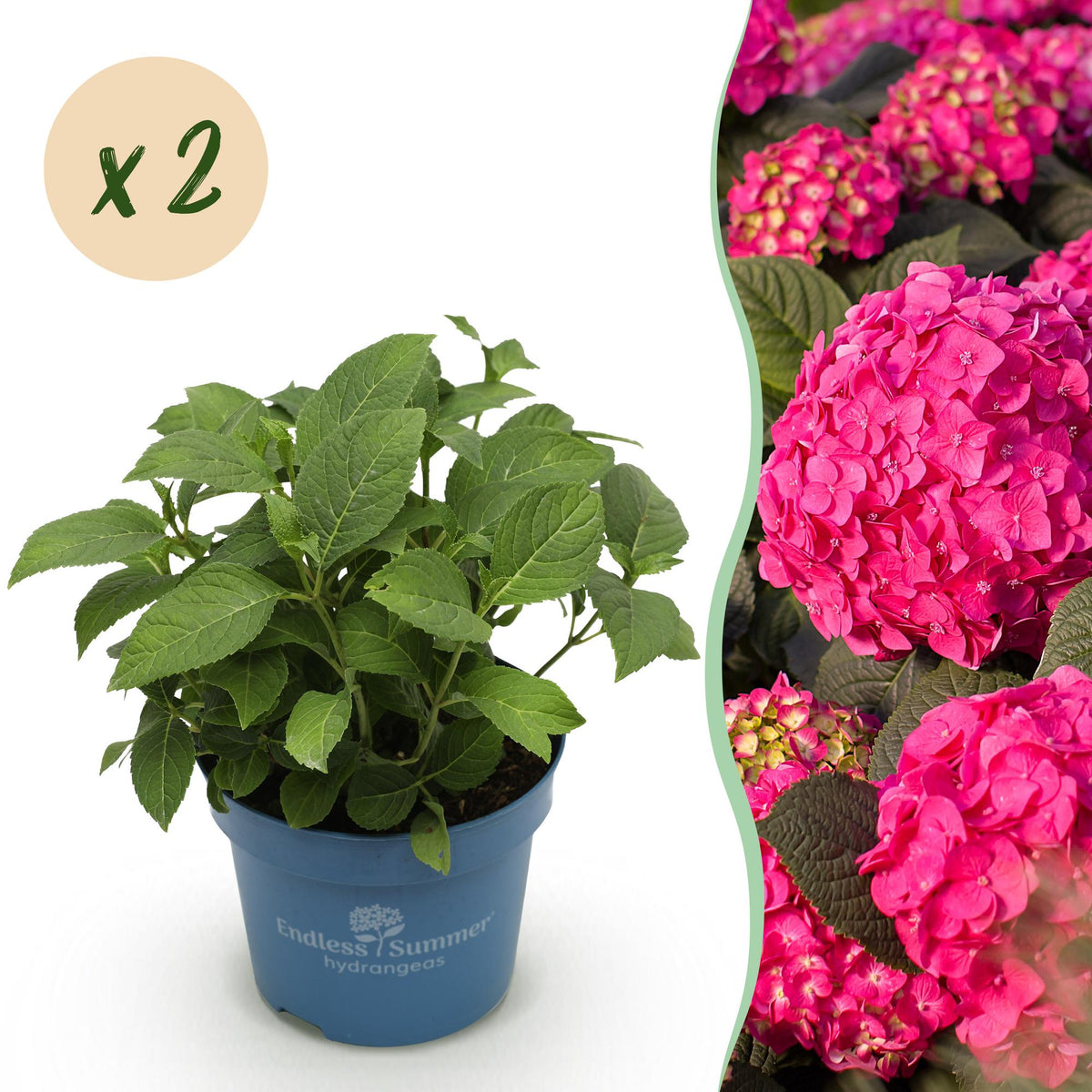Hydrangea 'Endless Summer Summer Love Red' (hortensia) – rood – 2 planten, Ø14 cm, 20–25 cm hoog