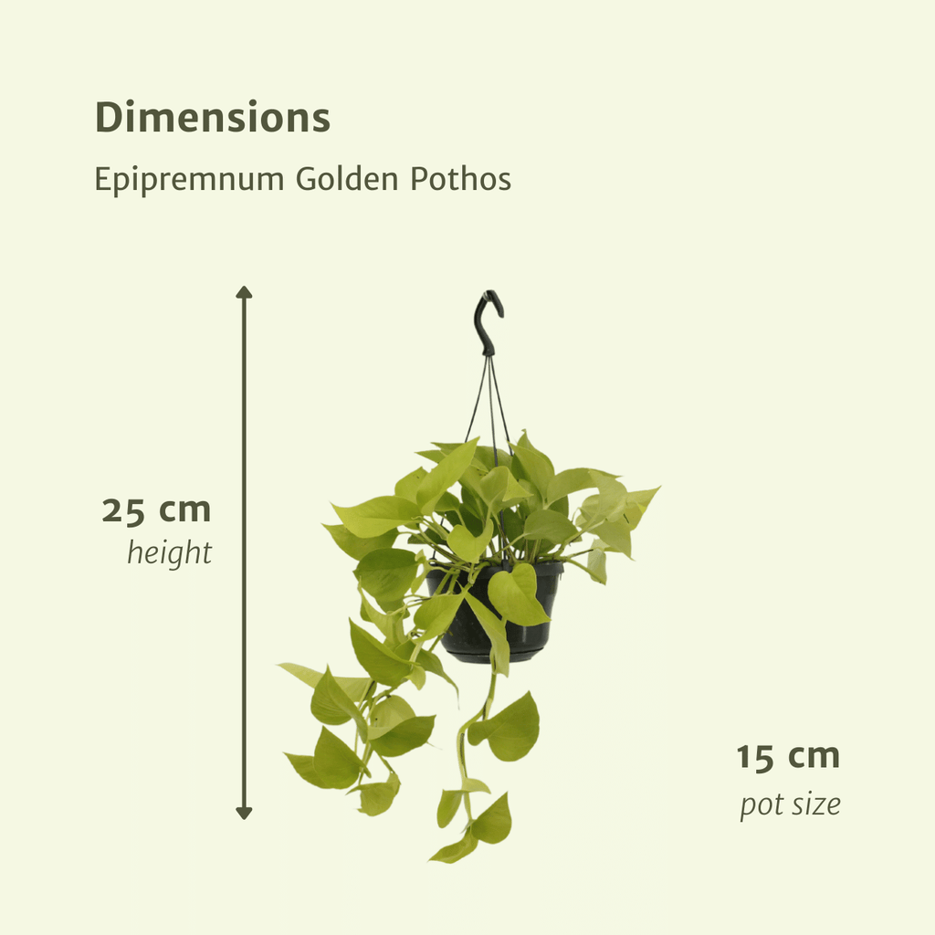 2× Scindapsus (Epipremnum) – Ø15 cm, 25 cm hoog