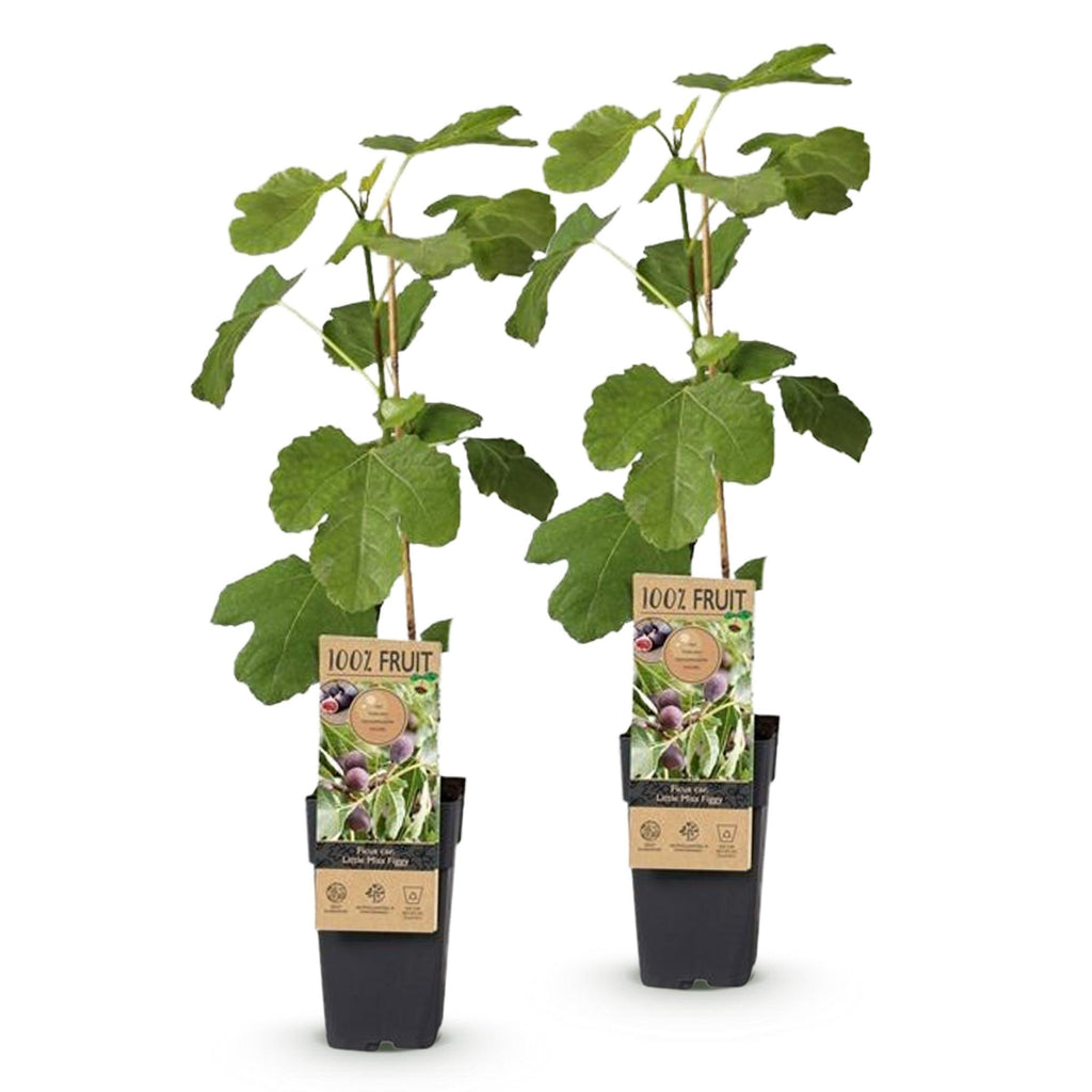 Ficus caria 'Little Miss Figgy' (fig tree) – 2 plants, Ø15 cm, 50 cm high – photo 2