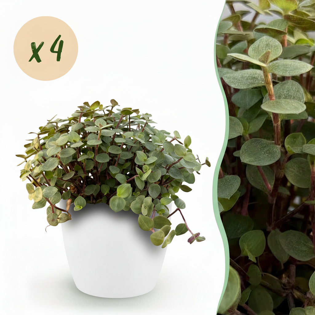 4× Callisia repens in Potter-sierpot wit – Ø12 cm, 17–20 cm hoog
