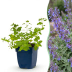 Nepeta faassenii 'Six Hills Giant' (Katzenminze) – lila – 24 Pflanzen, Ø 11 cm, 15–25 cm hoch