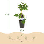 Rubus fruticosus 'Triple Crown' (zwarte braam) – 2 planten, Ø11 cm, 40 cm hoog