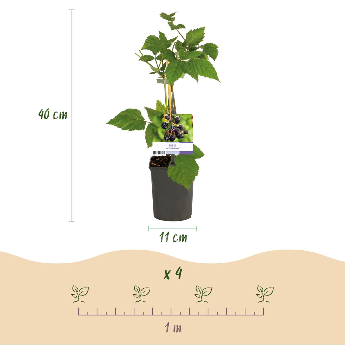 Rubus fruticosus 'Triple Crown' (zwarte braam) – 2 planten, Ø11 cm, 40 cm hoog – foto 3
