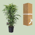 Dracaena fragrans Lemon Lime Verzweigt (Drachenbaum) – Ø27 cm, 120 cm hoch