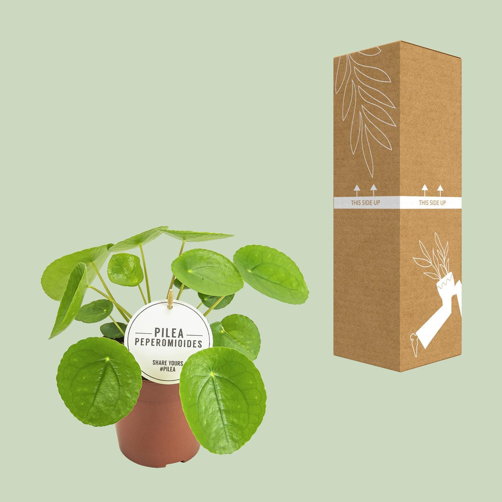Pilea peperomioides (Pannkuchenpflanze) – Ø 13 cm, 20 cm hoch