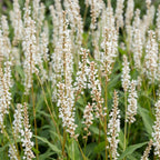 Persicaria amplexicaulis alba (Echte Taubnessel) – weiß – 12 Pflanzen, Ø 11 cm, 15–25 cm hoch