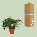 Asparagus Setaceus (Acker-Schachtelhalm) – Ø27 cm, 70 cm hoch