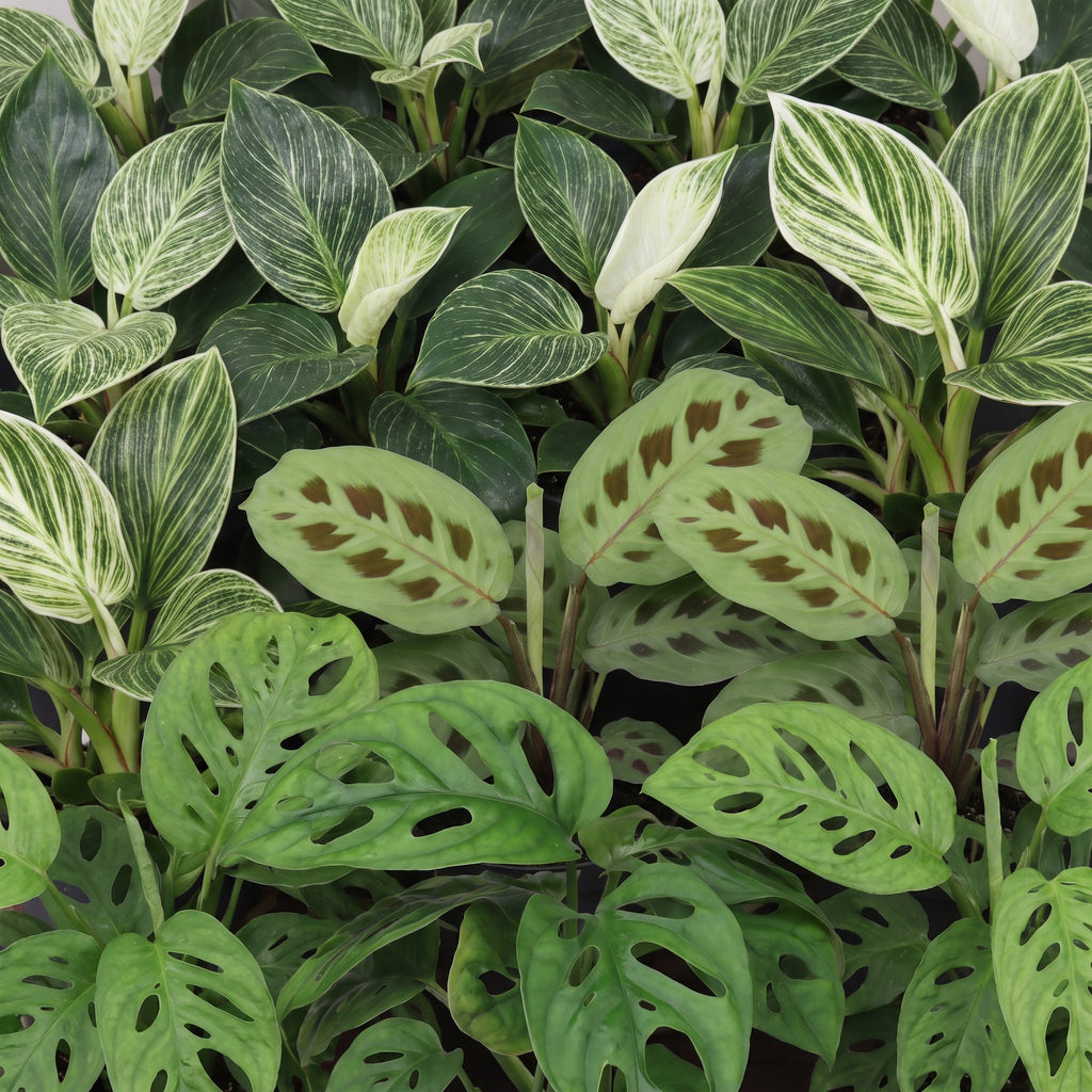 3× Coffret surprise de plantes d’intérieur – Ø 6 cm, 5–15 cm de haut