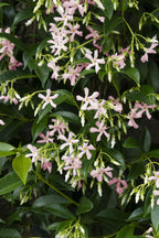 Trachelospermum 'Star Of Ibiza' (Toskanischer Jasmin) – Ø15 cm, 65 cm hoch