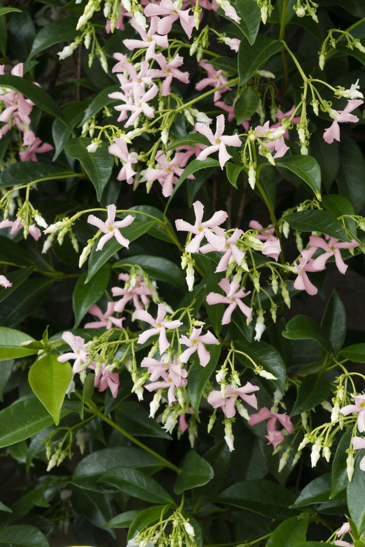 Trachelospermum 'Star Of Ibiza' (Toskanischer Jasmin) – Ø15 cm, 65 cm hoch – Bild 5