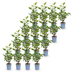 Prunus lusitanica angustifolia (prunier de Lusitanie) – 16 plants, Ø9 cm, 25–35 cm de haut